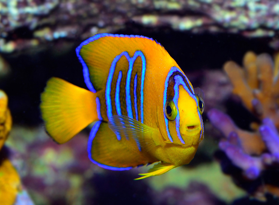 Clarion Angelfish