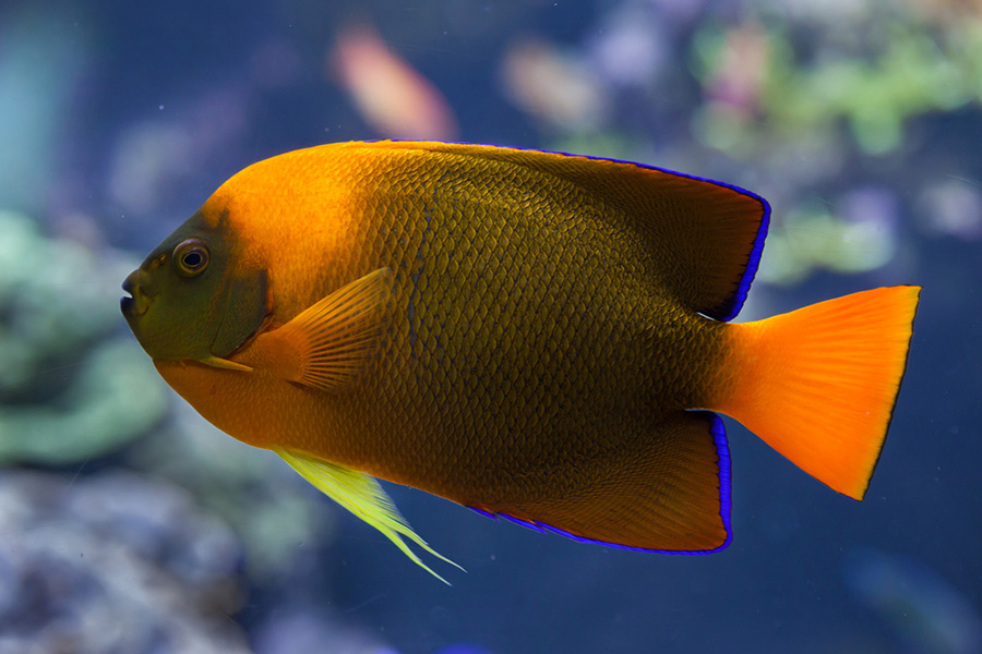 Clarion Angelfish