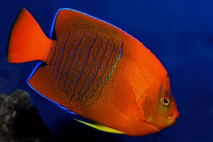 Clarion Angelfish