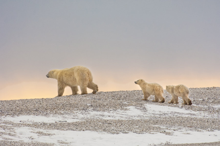 Top Arctic Experiences You Can Only Have in Svalbard